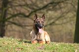 MALINOIS 1116